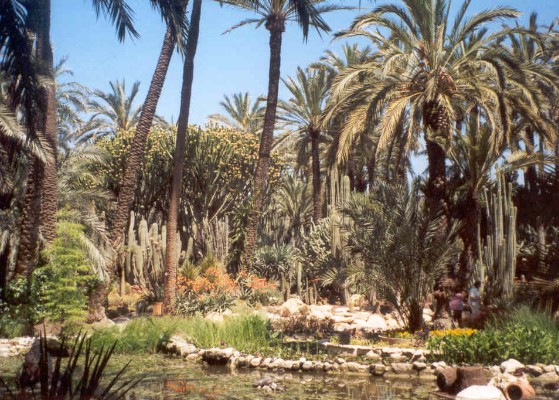 In Elche gibt es genausoviele Palmen wie Menschen: 200.000.