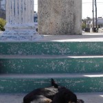 Hund, Hund, Hemingway (von vorne nach hinten).