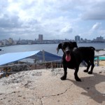Vorne ein Hund, am anderen Ufer der Malecon.
