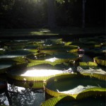 Riesige Seerosen im botanischen Garten.