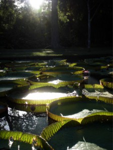Riesige Seerosen im botanischen Garten.
