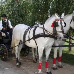 So fährt man in der Vojvodina stilecht zum Weinfest.