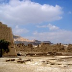 Der Beweis: Auch in Ägypten gibt es Bäume.