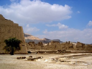 Der Beweis: Auch in Ägypten gibt es Bäume.