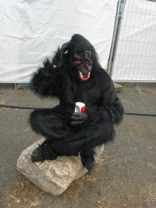 Highfield 2015 Gorilla Fels