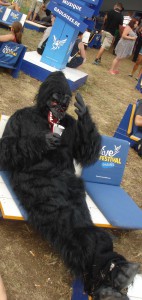 Gorilla Siesta Highfield 2015